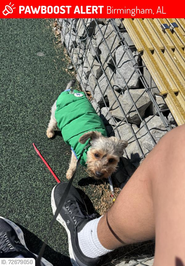 Lost Male Dog last seen Near oakwood piggly wiggly , Birmingham, AL 35211