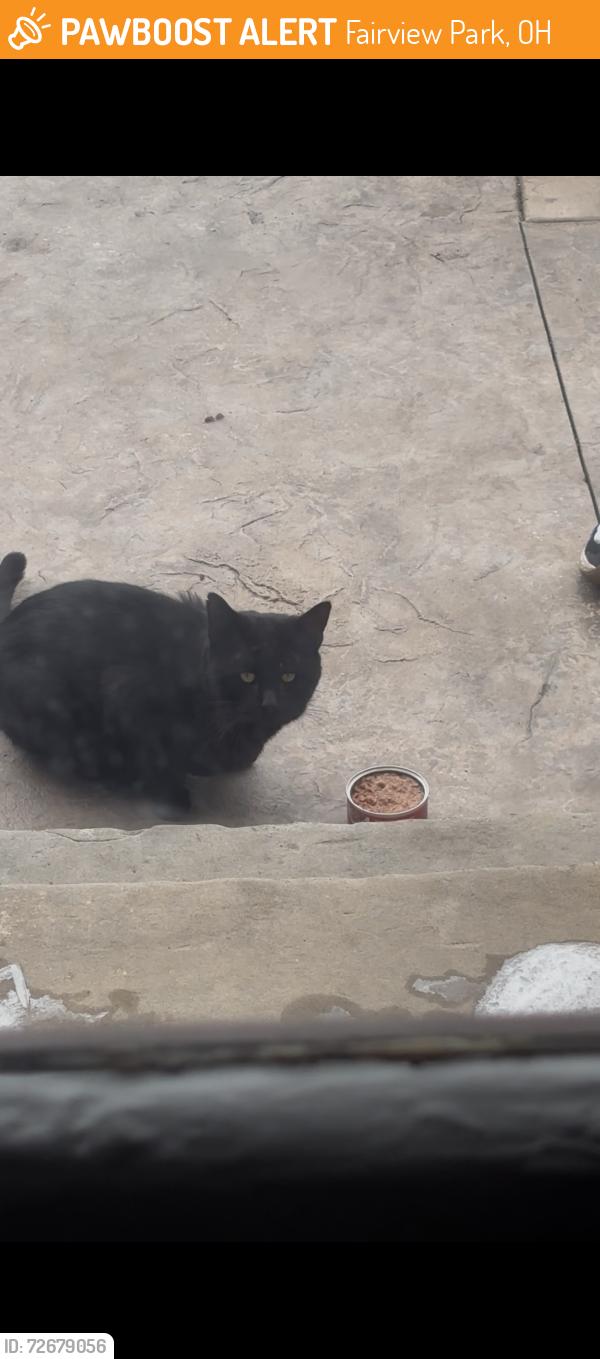 Found/Stray Unknown Cat last seen Sandy Lane & MacBeth Ave, Fairview Park, OH 44126