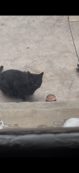 Found/Stray Unknown Cat last seen Sandy Lane & MacBeth Ave, Fairview Park, OH 44126