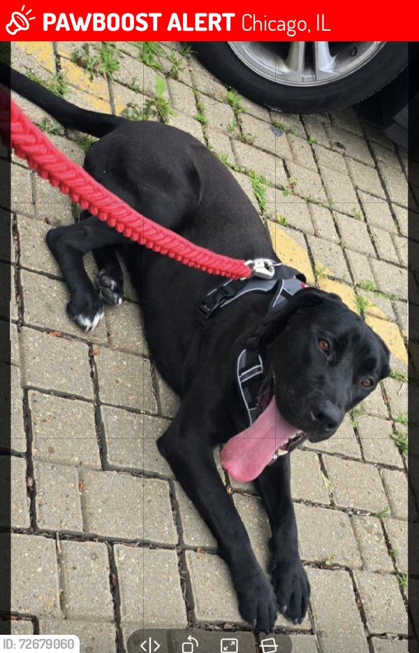 Lost Female Dog last seen Near and south California, Chicago, IL 60632
