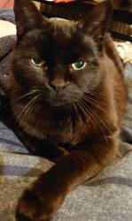 Lost Male Cat last seen park end rd and Stroud/Weston Rd, Gloucestershire, England GL1