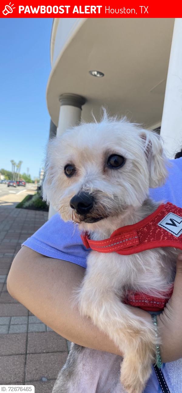 Lost Male Dog last seen was last seen near 6060 gulfton 77081, Houston, TX 77081