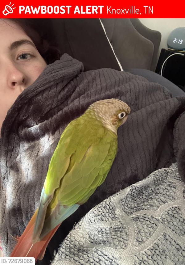 Lost Female Bird last seen In the pine trees, Knoxville, TN 37931