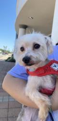 Lost Male Dog last seen was last seen near 6060 gulfton 77081, Houston, TX 77081