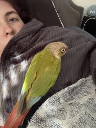 Lost Female Bird last seen In the pine trees, Knoxville, TN 37931