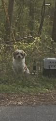 Found/Stray Female Dog last seen Grant Rd and Forest Pkway…, Ellenwood, GA 30294