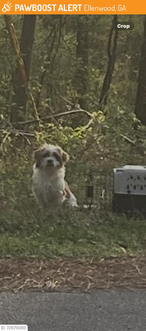 Found/Stray Female Dog last seen Grant Rd and Forest Pkway…, Ellenwood, GA 30294