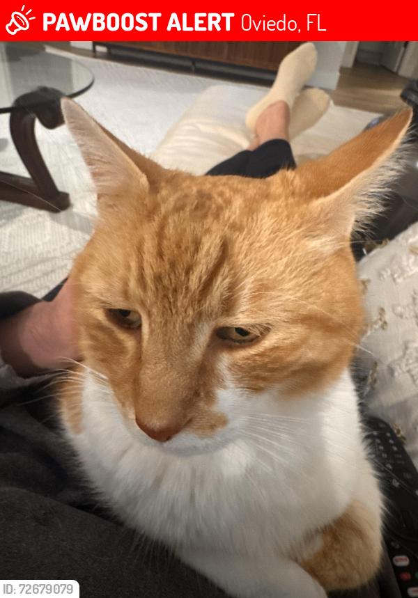 Lost Male Cat last seen West High St near Lake Jessup Ave in Oviedo, Oviedo, FL 32765