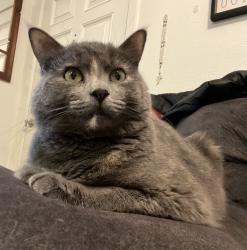 Lost Female Cat last seen Near Roundabout, Tacoma, WA 98498
