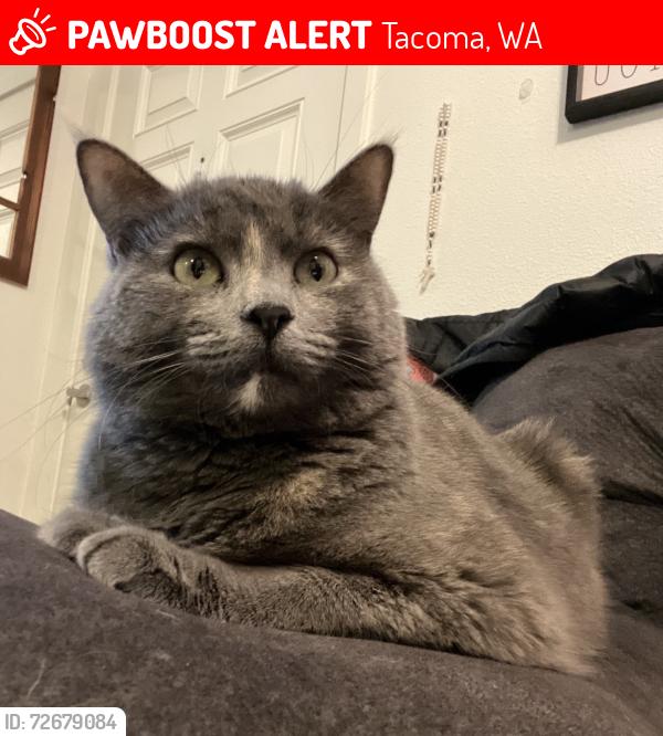 Lost Female Cat last seen Near Roundabout, Tacoma, WA 98498