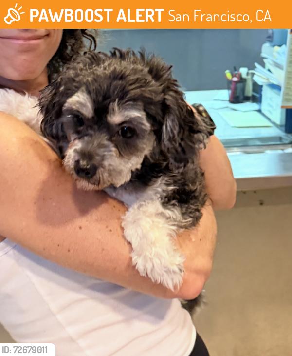 Found/Stray Female Dog last seen Waller and Masonic , San Francisco, CA 94117