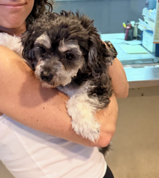 Found/Stray Female Dog last seen Waller and Masonic , San Francisco, CA 94117
