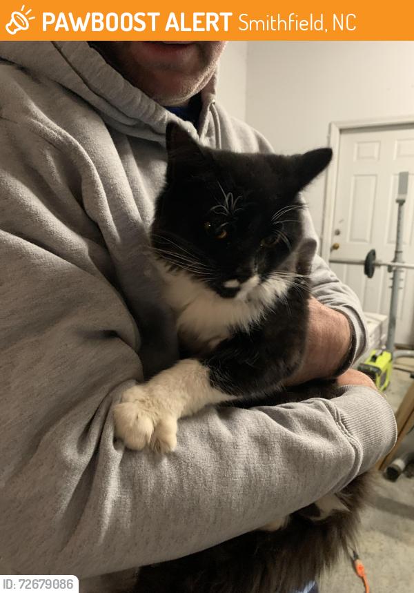 Found/Stray Unknown Cat last seen Smith Rd And Pilenta , Smithfield, NC 27520
