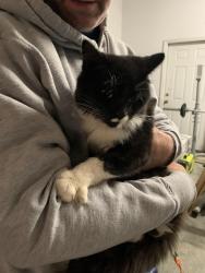 Found/Stray Unknown Cat last seen Smith Rd And Pilenta , Smithfield, NC 27520