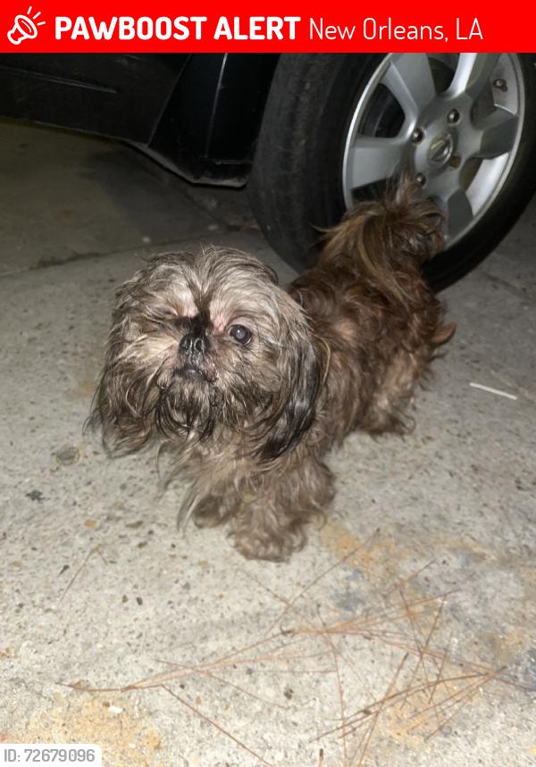 Lost Male Dog last seen Near mistletoe st, New Orleans, LA 70118
