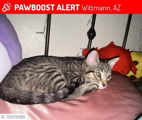 Lost Male Cat last seen Quails nest & 249th Ave , Wittmann, AZ 85361