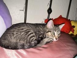 Lost Male Cat last seen Quails nest & 249th Ave , Wittmann, AZ 85361