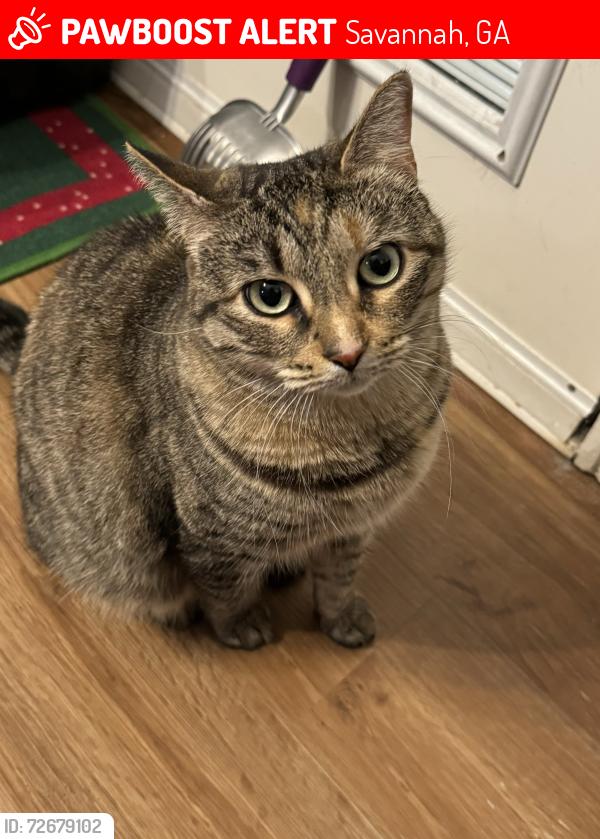 Lost Female Cat last seen Country Walk Cir., Savannah, GA 31419