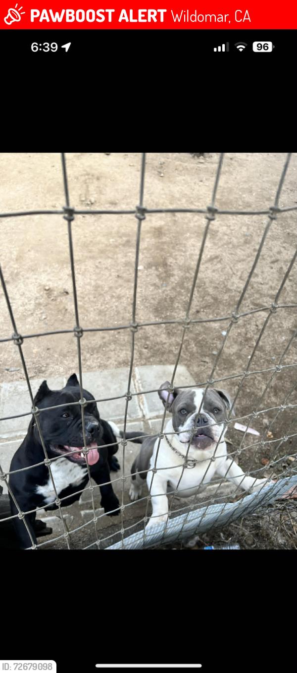Lost Female Dog last seen Bundy canyon area, Wildomar, CA 92595