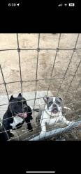 Lost Female Dog last seen Bundy canyon area, Wildomar, CA 92595