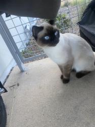 Lost Female Cat last seen Near merge ave , San Diego, CA 92129