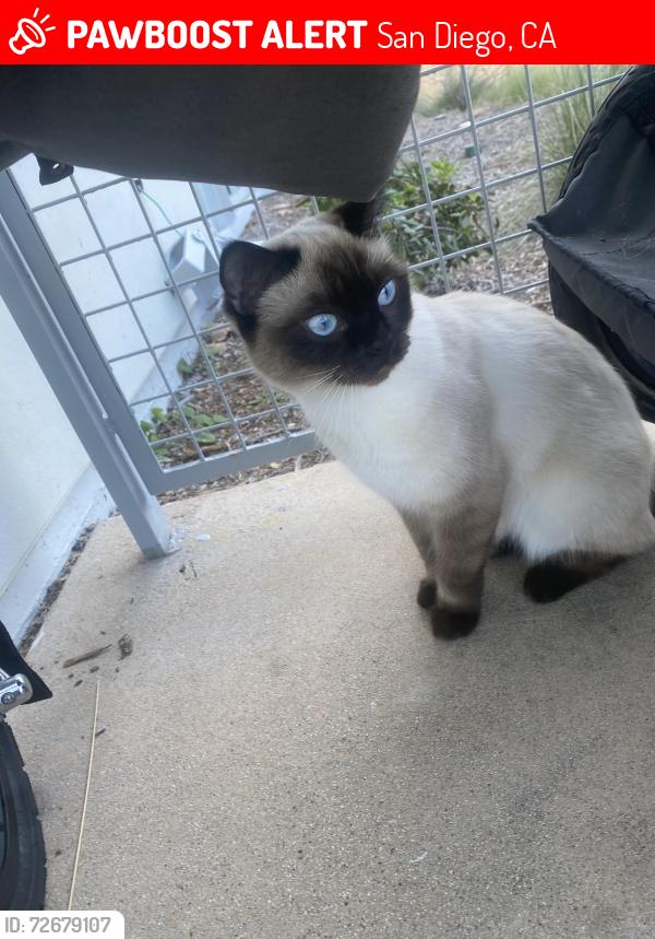 Lost Female Cat last seen Near merge ave , San Diego, CA 92129