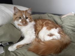 Lost Male Cat last seen riddle rd, Cincinnati, OH 45220