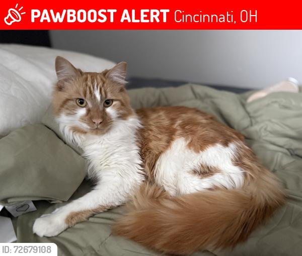 Lost Male Cat last seen riddle rd, Cincinnati, OH 45220