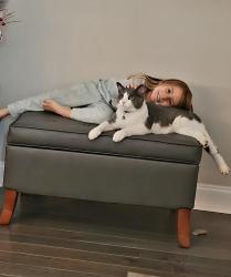 Lost Male Cat last seen Hwy 3 and Earnhardt Lake Road, Davidson, NC 28036