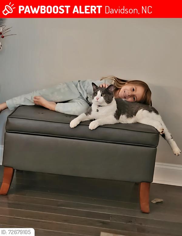 Lost Male Cat last seen Hwy 3 and Earnhardt Lake Road, Davidson, NC 28036