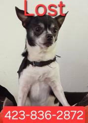 Lost Male Dog last seen Pinecrest Drive, Loudon, TN 37774