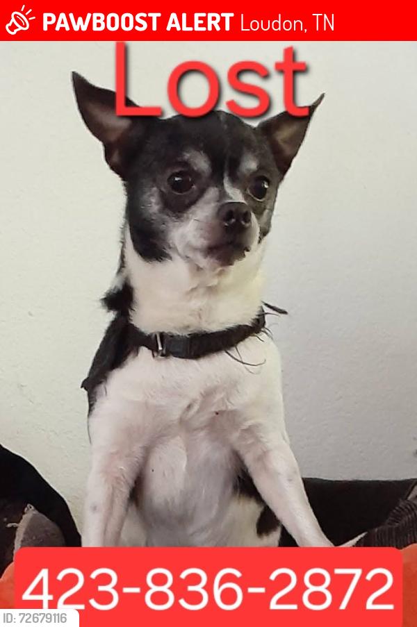 Lost Male Dog last seen Pinecrest Drive, Loudon, TN 37774
