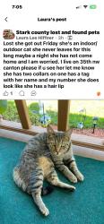 Lost Female Cat last seen Norman st nw, Canton, OH 44709