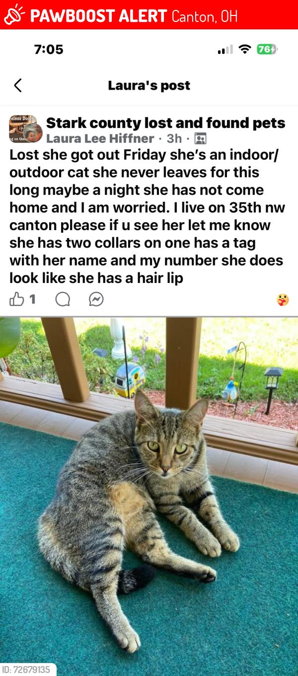 Lost Female Cat last seen Norman st nw, Canton, OH 44709