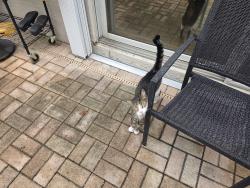 Found/Stray Unknown Cat last seen Victoria Grove Development , Royal Palm Beach, FL 33414