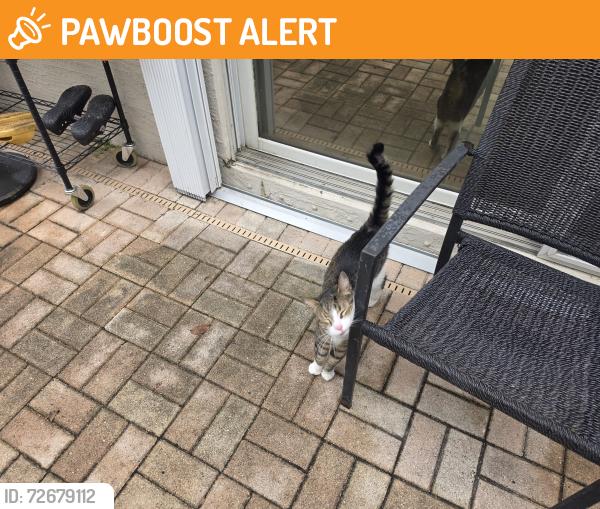 Found/Stray Unknown Cat last seen Victoria Grove Development , Royal Palm Beach, FL 33414