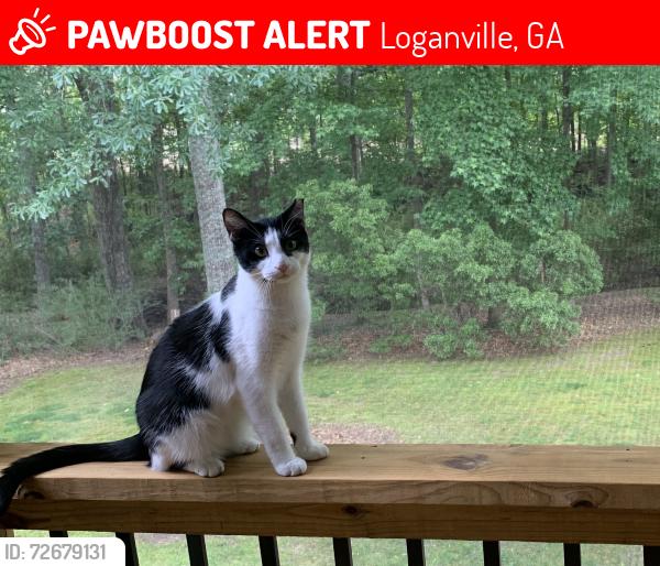 Lost Female Cat last seen Tara Blvd/Peach Place, Loganville, GA 30052