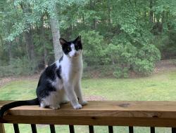 Lost Female Cat last seen Tara Blvd/Peach Place, Loganville, GA 30052