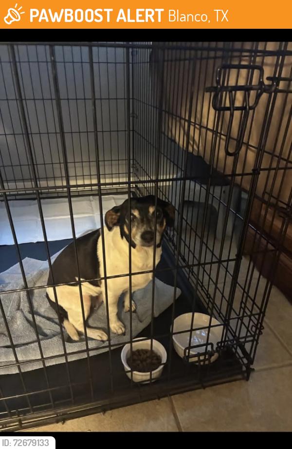 Found/Stray Female Dog last seen Blanco, Blanco, TX 78606