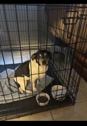 Found/Stray Female Dog last seen Blanco, Blanco, TX 78606