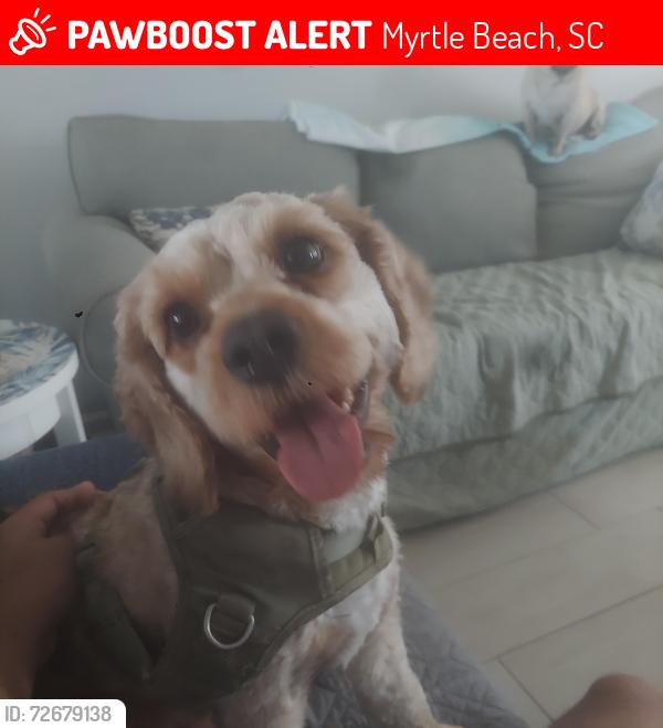 Lost Male Dog last seen Main street highway, Myrtle Beach, SC 29577