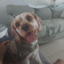 Lost Male Dog last seen Main street highway, Myrtle Beach, SC 29577