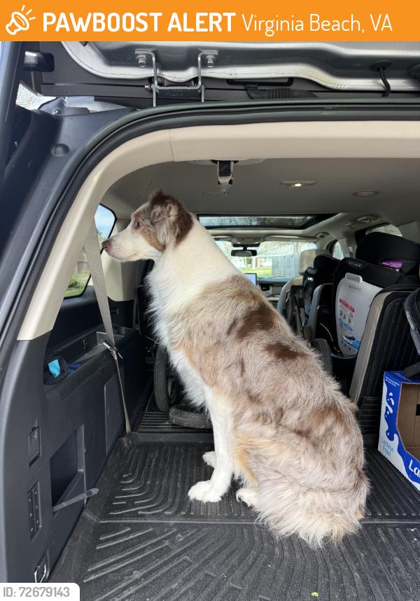 Found/Stray Unknown Dog last seen Timberlake and Hialeah, Virginia Beach, VA 23464