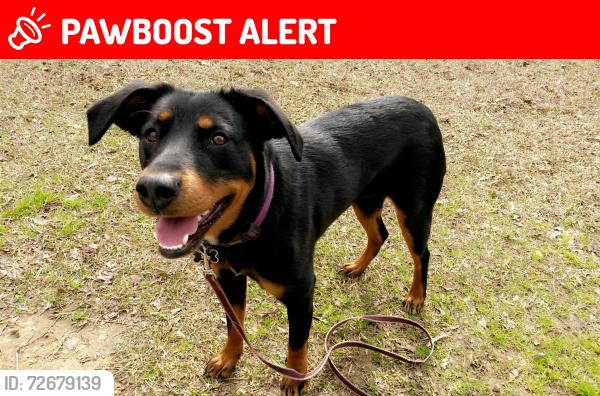 Lost Female Dog last seen Landmark road and sweetbriar , Johnston County, NC 27592