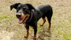 Lost Female Dog last seen Landmark road and sweetbriar , Johnston County, NC 27592