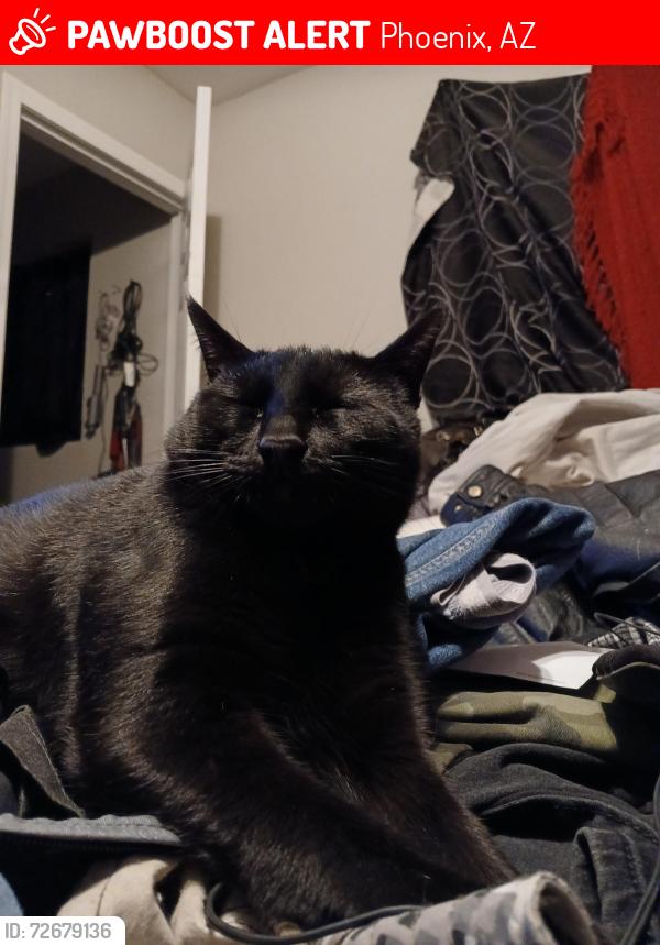 Lost Male Cat last seen Hidalgo  S. 20 Lane, Phoenix, AZ 85041