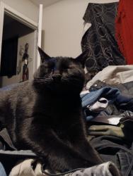Lost Male Cat last seen Hidalgo  S. 20 Lane, Phoenix, AZ 85041