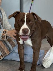 Found/Stray Male Dog last seen 11th and Dayton st, Aurora, CO 80010