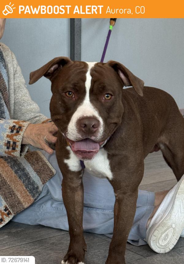 Found/Stray Male Dog last seen 11th and Dayton st, Aurora, CO 80010