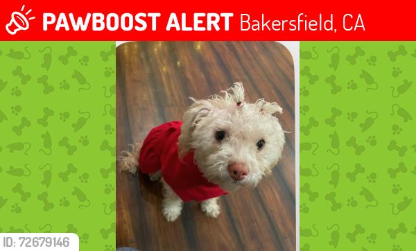 Lost Female Dog last seen New stine, Bakersfield, CA 93309